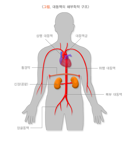 대동맥의 해부학적 구조