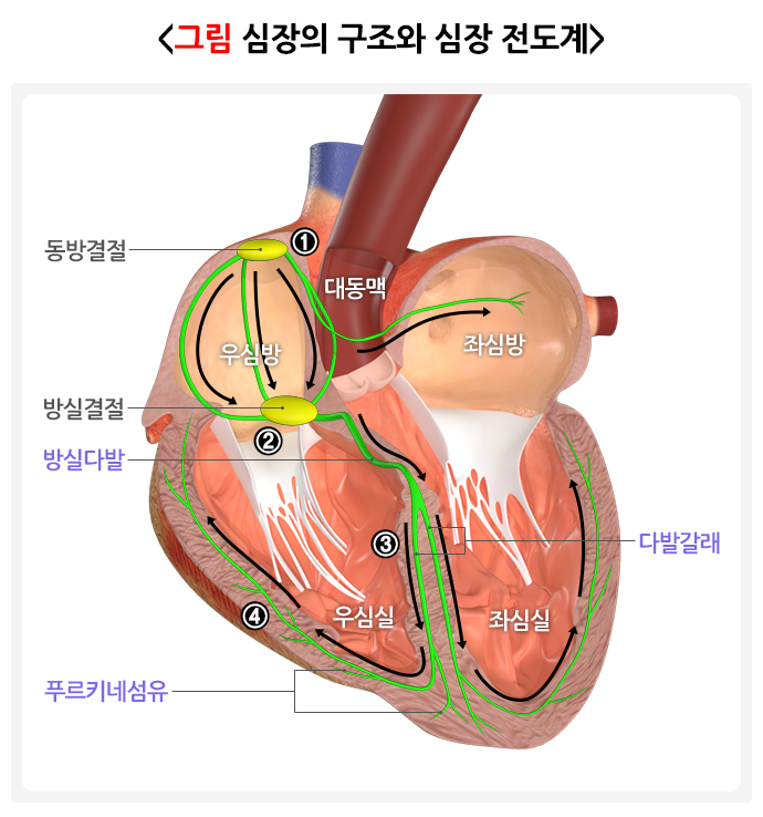 심장의 구조와 심장 전도계