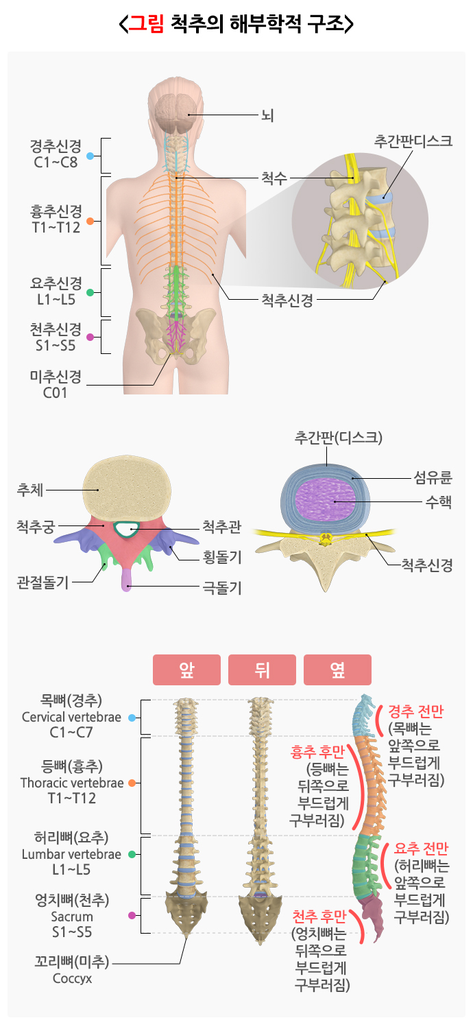 척추의 해부학적 구조